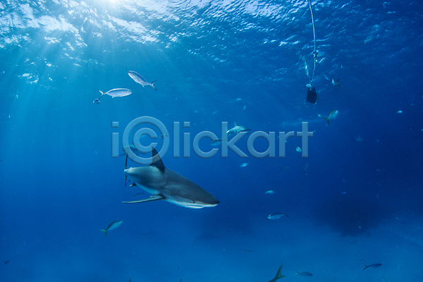 사람없음 JPG 포토 해외이미지 바다 바닷속 상어 야외 어류 여름(계절) 육식동물 자연 해외202004 해외202105