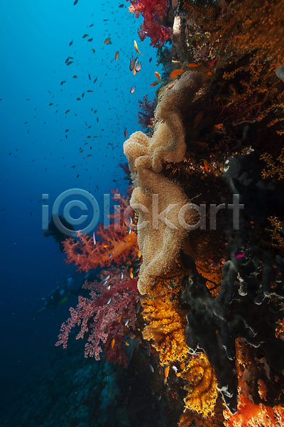 사람없음 JPG 포토 해외이미지 모래 바다 바닷속 산호 식물 암초 어류 자연 태양 풍경(경치) 해외202004 해외202105 햇빛