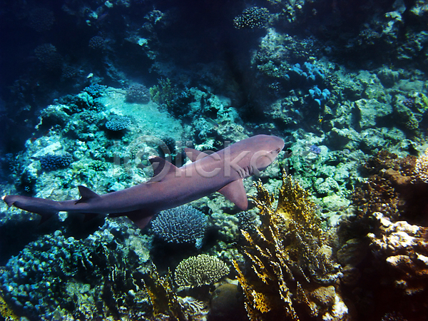사람없음 JPG 포토 해외이미지 바다 바닷속 산호 상어 암초 자연 해외202004 해외202105