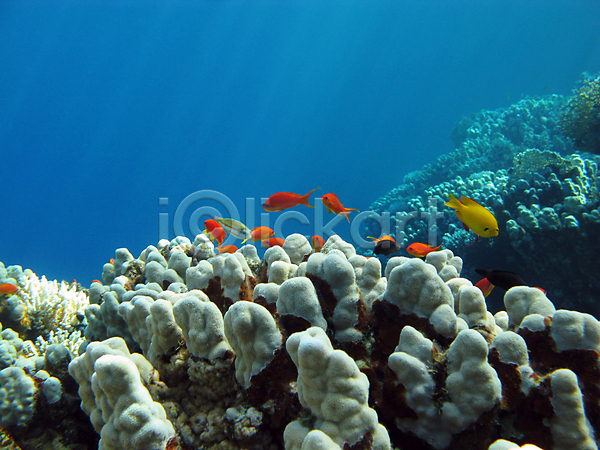 사람없음 JPG 포토 해외이미지 바다 바닷속 산호 어류 자연 풍경(경치) 해외202004 해외202105