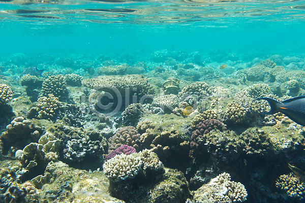 사람없음 JPG 포토 해외이미지 바다 바닷속 산호 암초 어류 자연 풍경(경치) 해외202004 해외202105 환경