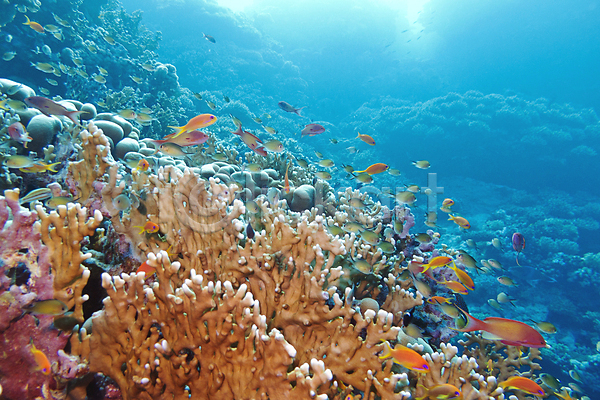 사람없음 JPG 포토 해외이미지 바닷속 산호 어류 자연 풍경(경치) 해외202004 해외202105 햇빛