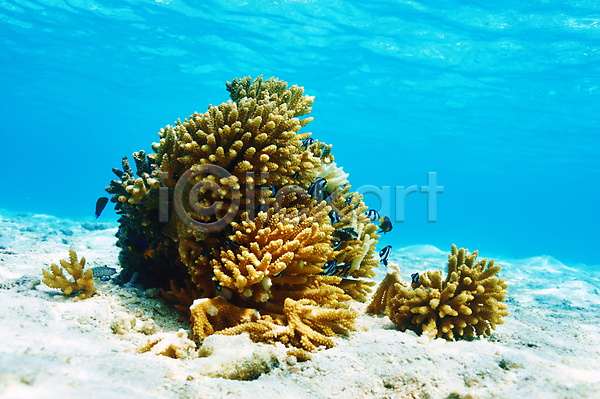 사람없음 JPG 포토 해외이미지 모래 몰디브 바다 바닷속 산호 어류 자연 풍경(경치) 해외202004 해외202105