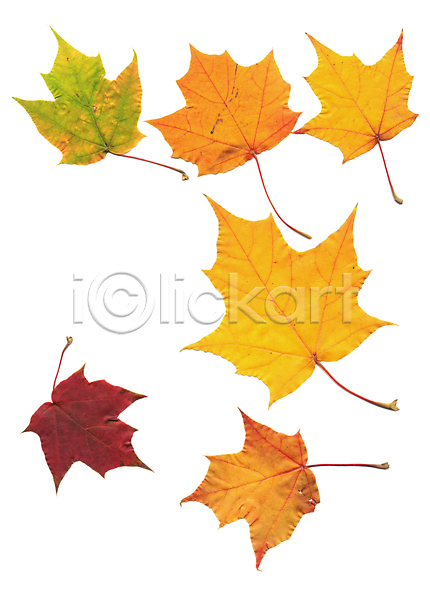 사람없음 JPG 포토 해외이미지 가을(계절) 낙엽 단풍잎 백그라운드 해외202004 해외202105