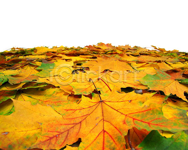 사람없음 JPG 근접촬영 포토 해외이미지 가을(계절) 낙엽 단풍 단풍잎 백그라운드 해외202004 해외202105
