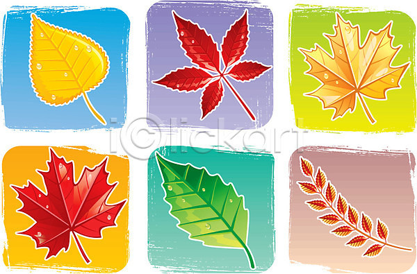 사람없음 EPS 일러스트 해외이미지 가을(계절) 나뭇잎 낙엽 다양 단풍 단풍잎 물방울 종류 해외202004 해외202105