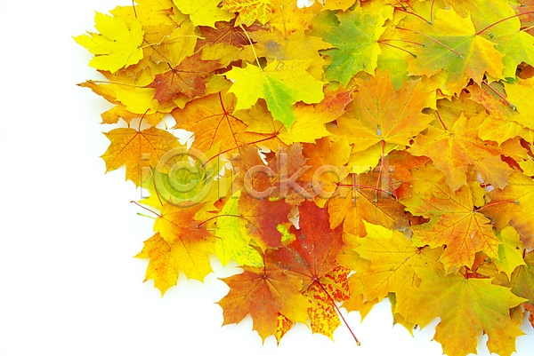 사람없음 JPG 포토 해외이미지 가을(계절) 낙엽 단풍 백그라운드 잎 자연 해외202004 해외202105
