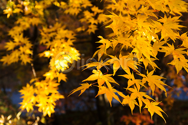 사람없음 JPG 포토 해외이미지 가을(계절) 나뭇가지 낙엽 단풍 단풍나무 단풍잎 야외 자연 주간 해외202004 해외202105 햇빛