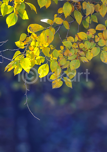 사람없음 JPG 아웃포커스 포토 해외이미지 가을(계절) 나뭇가지 나뭇잎 백그라운드 잎 자연 해외202004 해외202105