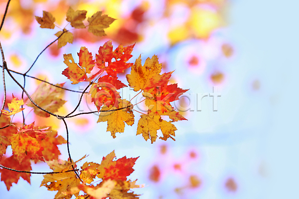 사람없음 JPG 아웃포커스 포토 해외이미지 가을(계절) 낙엽 단풍 백그라운드 잎 해외202004 해외202105