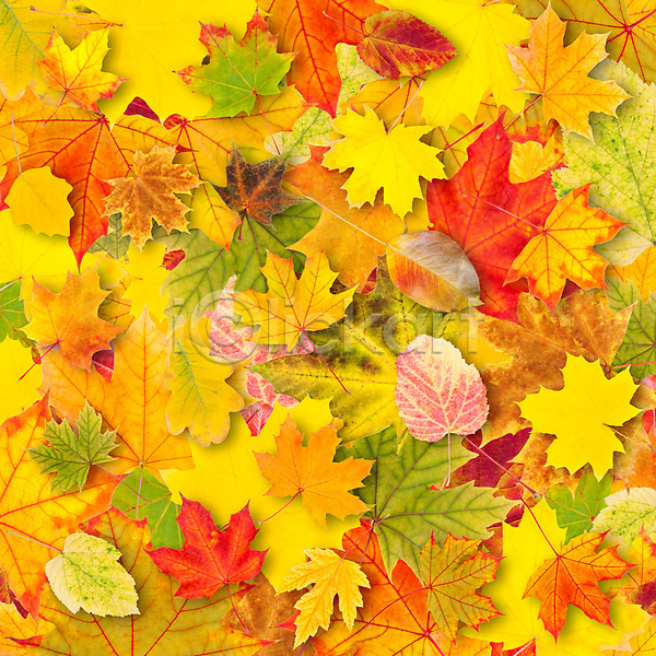 사람없음 JPG 포토 해외이미지 가득함 가을(계절) 낙엽 단풍 백그라운드 야외 잎 자연 해외202004 해외202105