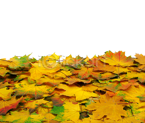 사람없음 JPG 포토 해외이미지 가을(계절) 낙엽 단풍 백그라운드 잎 자연 카피스페이스 해외202004 해외202105