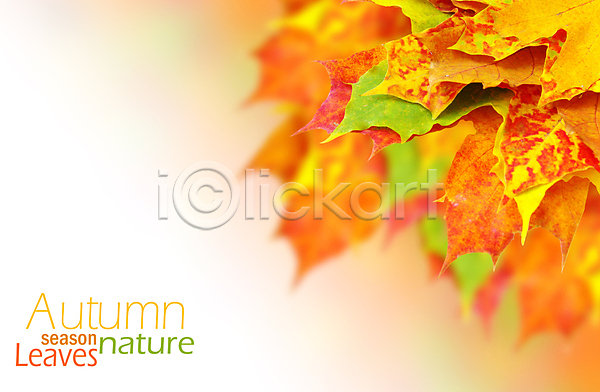 사람없음 JPG 근접촬영 아웃포커스 포토 해외이미지 가을(계절) 낙엽 단풍 백그라운드 잎 카피스페이스 해외202004 해외202105