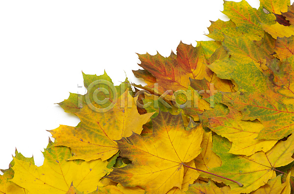 사람없음 JPG 포토 해외이미지 가을(계절) 낙엽 단풍 백그라운드 쌓기 잎 자연 카피스페이스 해외202004 해외202105