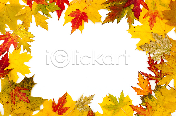 사람없음 JPG 포토 해외이미지 가을(계절) 낙엽 단풍 백그라운드 잎 자연 카피스페이스 프레임 해외202004 해외202105