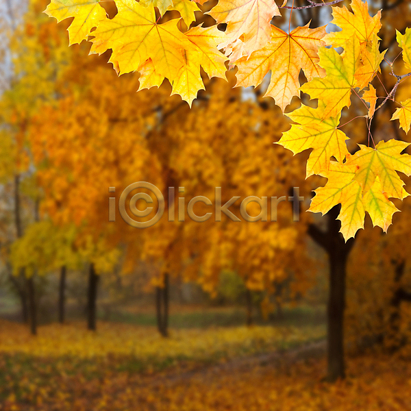 사람없음 JPG 포토 해외이미지 가을(계절) 나뭇가지 낙엽 단풍 단풍나무 백그라운드 야외 잎 자연 주간 해외202004 해외202105