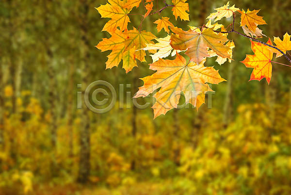 사람없음 JPG 포토 해외이미지 가을(계절) 나뭇가지 낙엽 단풍 백그라운드 야외 잎 자연 주간 해외202004 해외202105