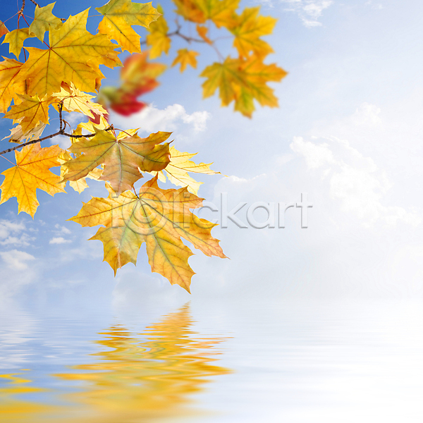 사람없음 JPG 포토 해외이미지 가을(계절) 나뭇가지 낙엽 단풍 물 반사 백그라운드 수면 야외 잎 자연 하늘 해외202004 해외202105