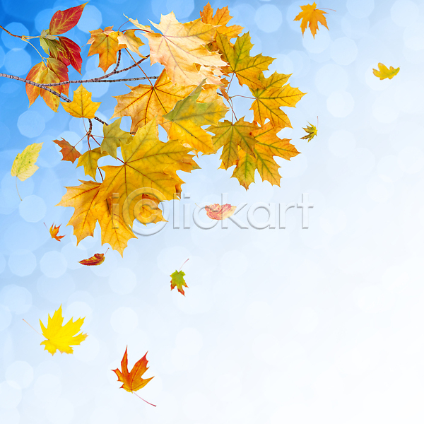 사람없음 JPG 포토 해외이미지 가을(계절) 나뭇가지 낙엽 단풍 백그라운드 보케 야외 잎 자연 카피스페이스 해외202004 해외202105