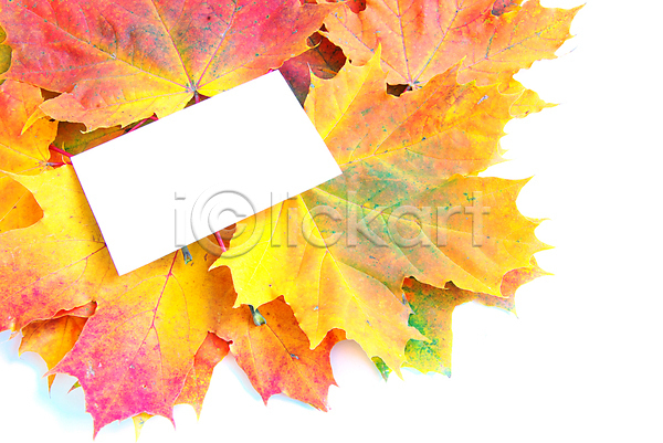 사람없음 JPG 포토 해외이미지 가을(계절) 낙엽 단풍 백그라운드 잎 자연 프레임 해외202004 해외202105