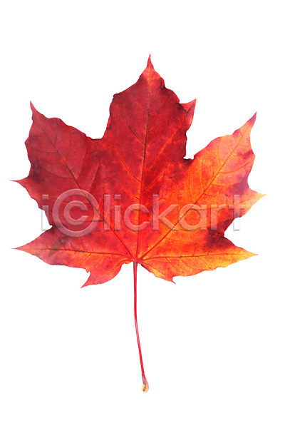 사람없음 JPG 근접촬영 포토 해외이미지 가을(계절) 낙엽 단풍 단풍잎 백그라운드 해외202004 해외202105