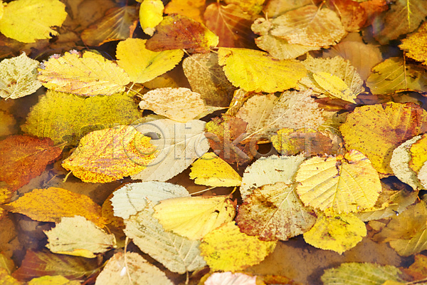 사람없음 JPG 포토 해외이미지 가득함 가을(계절) 낙엽 백그라운드 야외 잎 자연 해외202004 해외202105