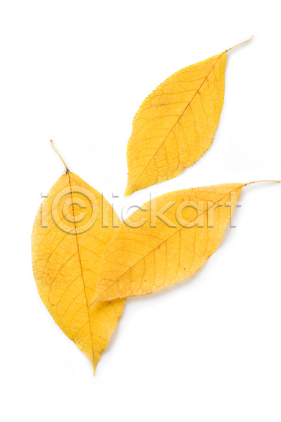 사람없음 JPG 포토 해외이미지 가을(계절) 낙엽 백그라운드 잎 해외202004 해외202105