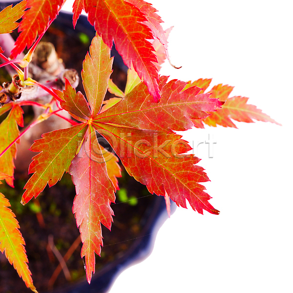 사람없음 JPG 근접촬영 포토 해외이미지 가을(계절) 단풍 분재 잎 자연 해외202004 해외202105 흰배경
