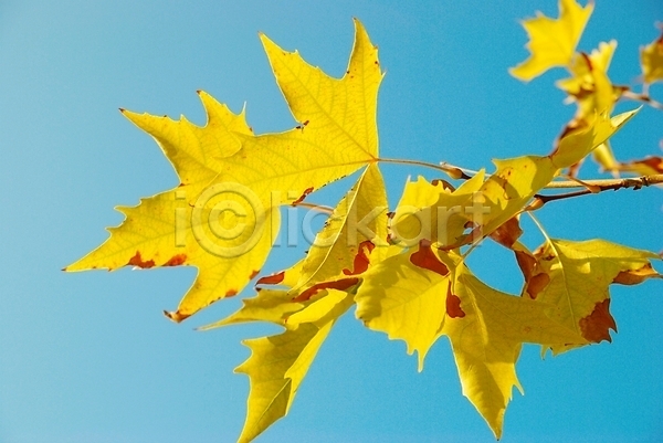 사람없음 JPG 포토 해외이미지 가을(계절) 나뭇가지 단풍 백그라운드 야외 잎 자연 하늘 해외202004 해외202105