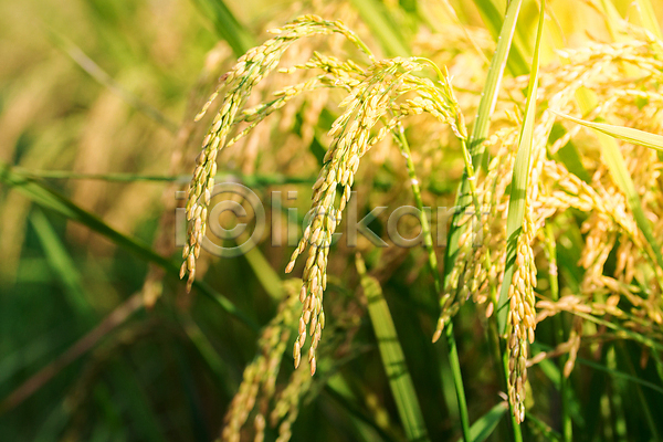 사람없음 JPG 포토 해외이미지 가을(계절) 논밭 농작물 농장 야외 해외202004 해외202105 햇빛