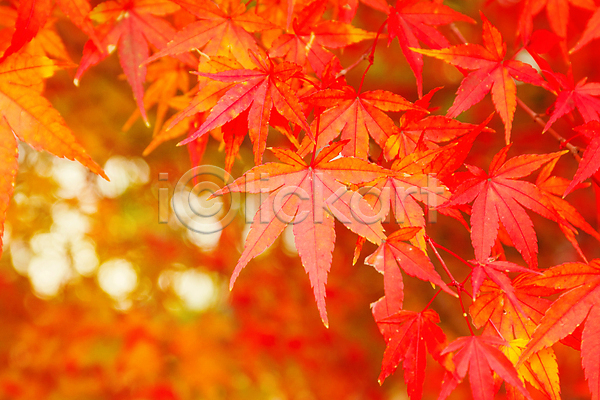 사람없음 JPG 아웃포커스 포토 해외이미지 가을(계절) 나뭇가지 낙엽 단풍 백그라운드 야외 잎 자연 주간 해외202004 해외202105
