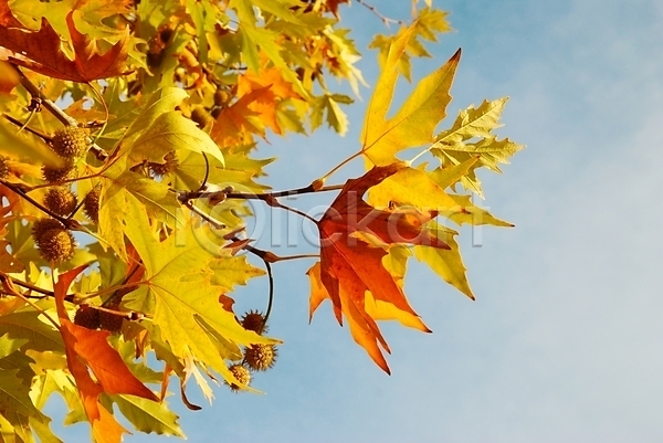 사람없음 JPG 포토 해외이미지 가을(계절) 나뭇가지 낙엽 단풍 백그라운드 빛 야외 잎 자연 주간 하늘 해외202004 해외202105