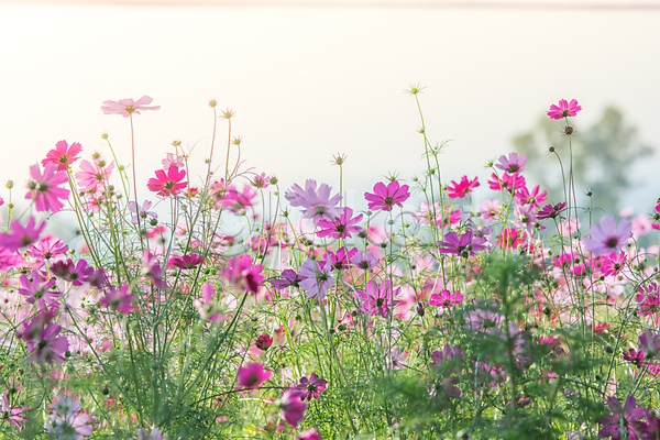 사람없음 JPG 포토 해외이미지 개화 꽃 꽃잎 밭 백그라운드 야외 자연 코스모스(꽃) 하늘 해외202004 해외202105 햇빛
