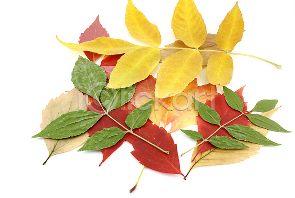 사람없음 JPG 포토 해외이미지 가을(계절) 나뭇잎 낙엽 백그라운드 잎 자연 해외202004 해외202105