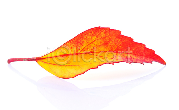 사람없음 JPG 근접촬영 포토 해외이미지 가을(계절) 낙엽 백그라운드 잎 자연 해외202004 해외202105