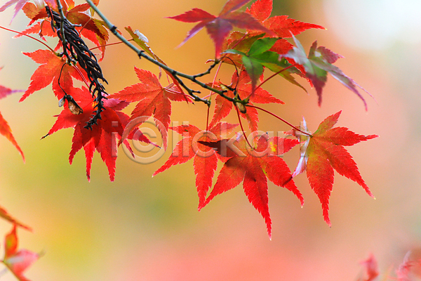 사람없음 JPG 아웃포커스 포토 해외이미지 가을(계절) 나뭇가지 단풍잎 백그라운드 자연 풍경(경치) 해외202004 해외202105