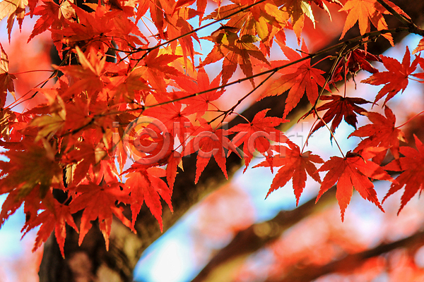 휴식 사람없음 JPG 실루엣 포토 해외이미지 가을(계절) 나뭇가지 낙엽 도로 무지개 백그라운드 보행로 빛 여행 오솔길 잎 자연 지붕 풍경(경치) 하늘 해외202004 해외202105 햇빛
