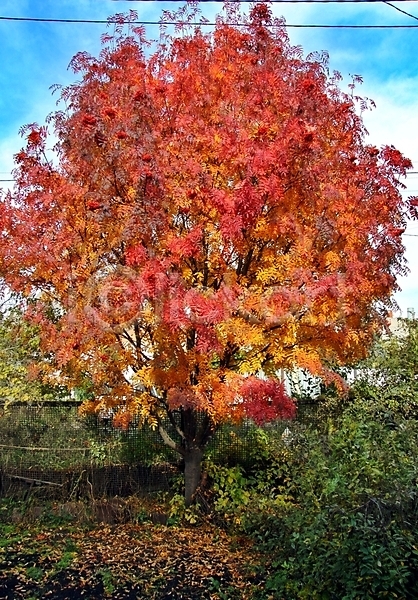 사람없음 JPG 포토 해외이미지 가을(계절) 나뭇가지 낙엽 단풍나무 백그라운드 야외 잎 주간 풍경(경치) 해외202004 해외202105