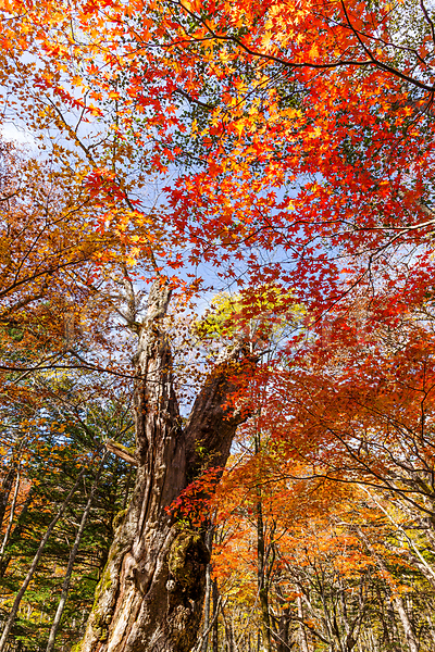 사람없음 JPG 로우앵글 포토 해외이미지 가을(계절) 나뭇가지 단풍 백그라운드 야외 잎 자연 풍경(경치) 하늘 해외202004 해외202105 햇빛