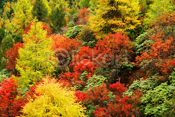 사람없음 JPG 포토 해외이미지 가을(계절) 낙엽 단풍 백그라운드 야외 자연 풍경(경치) 해외202004 해외202105