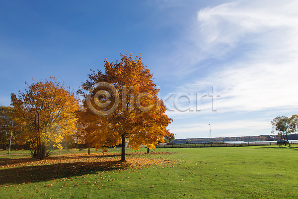 사람없음 JPG 포토 해외이미지 가을(계절) 나무 나뭇가지 낙엽 단풍 백그라운드 야외 자연 풍경(경치) 하늘 해외202004 해외202105