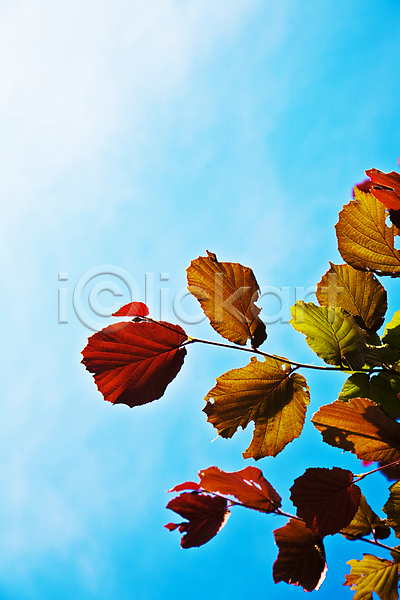 사람없음 JPG 포토 해외이미지 가을(계절) 낙엽 백그라운드 빛 잎 자연 주간 하늘 해외202004 해외202105