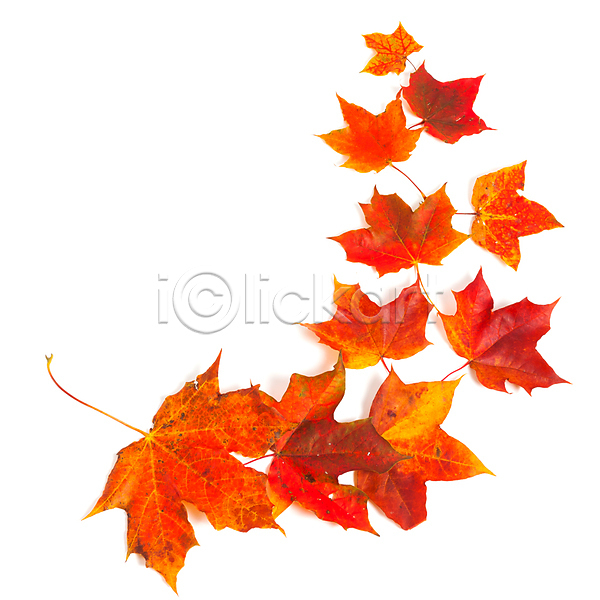 사람없음 JPG 포토 해외이미지 가을(계절) 낙엽 단풍 단풍잎 백그라운드 잎 자연 카피스페이스 해외202004 해외202105