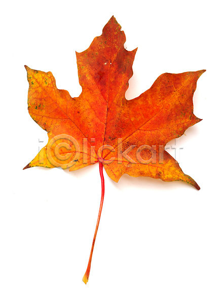 사람없음 JPG 근접촬영 포토 해외이미지 가을(계절) 낙엽 단풍 단풍잎 백그라운드 잎 자연 해외202004 해외202105