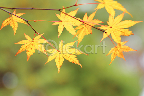 사람없음 JPG 아웃포커스 포토 해외이미지 가을(계절) 단풍 단풍잎 백그라운드 잎 자연 해외202004 해외202105