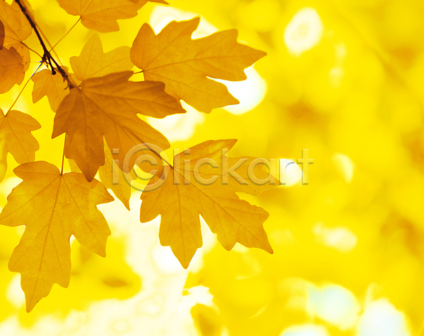 사람없음 JPG 아웃포커스 포토 해외이미지 가을(계절) 나뭇가지 낙엽 단풍 백그라운드 야외 잎 해외202004 해외202105