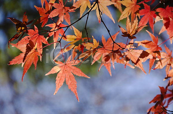 사람없음 JPG 아웃포커스 포토 해외이미지 가을(계절) 낙엽 단풍 백그라운드 야외 잎 자연 주간 해외202004 해외202105