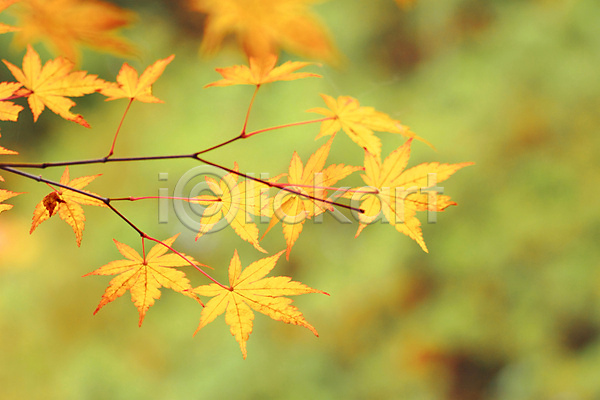 사람없음 JPG 소프트포커스 포토 해외이미지 가을(계절) 낙엽 단풍 잎 자연 해외202004 해외202105