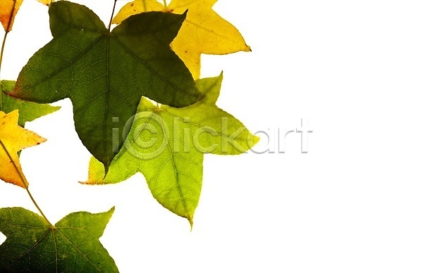 사람없음 JPG 포토 해외이미지 가을(계절) 나뭇가지 단풍 백그라운드 자연 포도잎 해외202004 해외202105