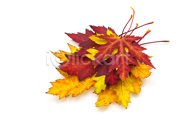 사람없음 JPG 포토 해외이미지 가을(계절) 낙엽 단풍 백그라운드 쌓기 잎 자연 해외202004 해외202105